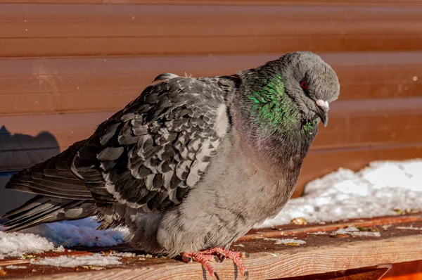 A dove in the city park on a frosty January day!