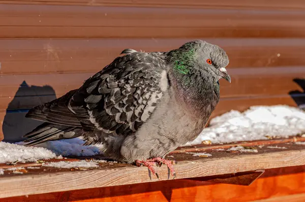 A dove in the city park on a frosty January day!