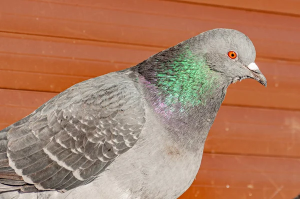 A dove in the city park on a frosty January day!