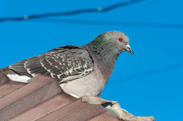 A dove in the city park on a frosty January day!