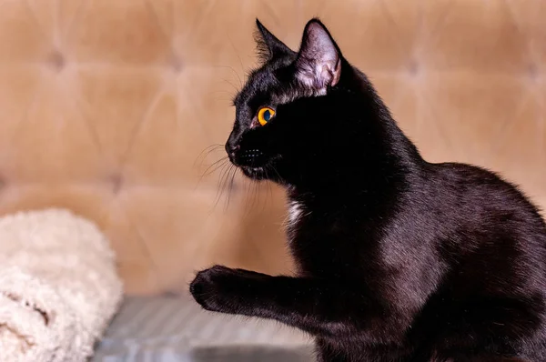 Siyah bir Burmalı kedi şekle giriyor ve kameraya poz veriyor! Nikon D300S ile çekilmiş.!
