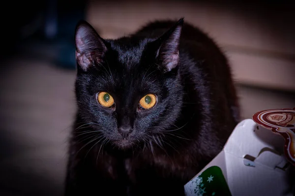 Siyah bir Burmalı kedi şekle giriyor ve kameraya poz veriyor! Nikon D300S ile çekilmiş.!