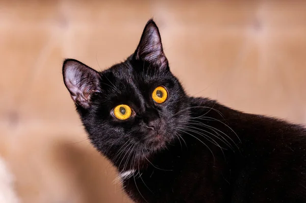 Siyah bir Burmalı kedi şekle giriyor ve kameraya poz veriyor! Nikon D300S ile çekilmiş.!