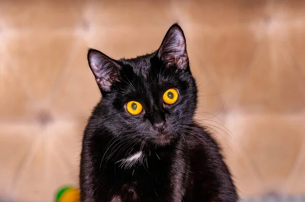 Siyah bir Burmalı kedi şekle giriyor ve kameraya poz veriyor! Nikon D300S ile çekilmiş.!