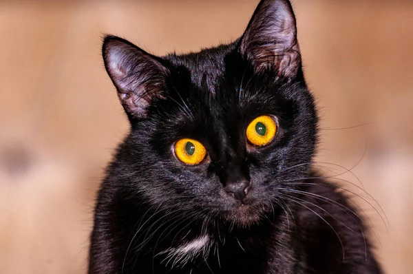Siyah bir Burmalı kedi şekle giriyor ve kameraya poz veriyor! Nikon D300S ile çekilmiş.!