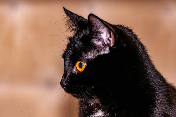 Siyah bir Burmalı kedi şekle giriyor ve kameraya poz veriyor! Nikon D300S ile çekilmiş.!