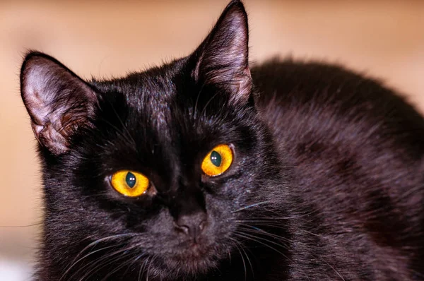 Siyah bir Burmalı kedi şekle giriyor ve kameraya poz veriyor! Nikon D300S ile çekilmiş.!