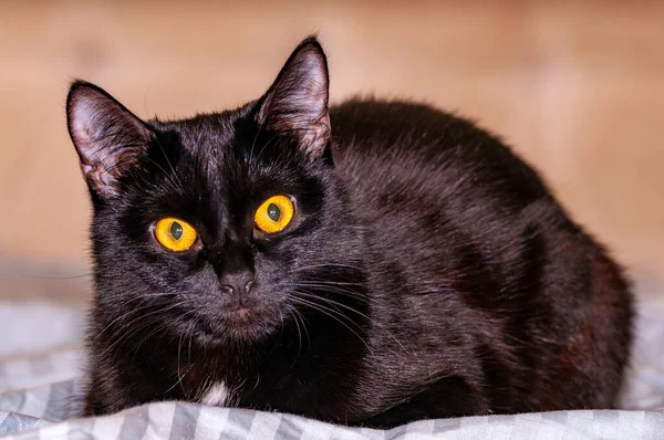 Siyah bir Burmalı kedi şekle giriyor ve kameraya poz veriyor! Nikon D300S ile çekilmiş.!
