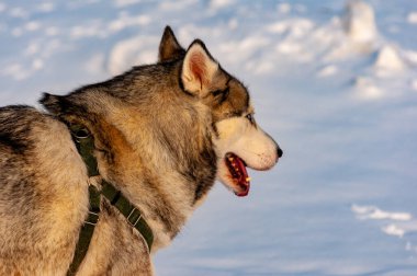 Sibirya Husky 'si soğuk bir Ocak gününde yürüyor!