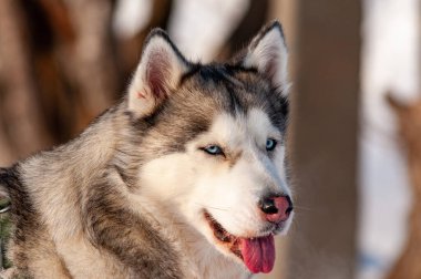 Sibirya Husky 'si soğuk bir Ocak gününde yürüyor!