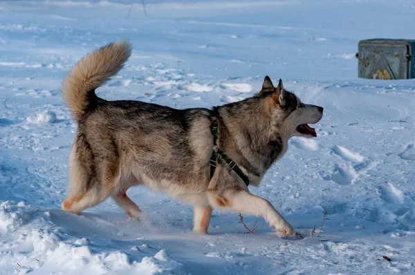 Siberische Husky Wandelen Een Koude Januari Dag — Stockfoto