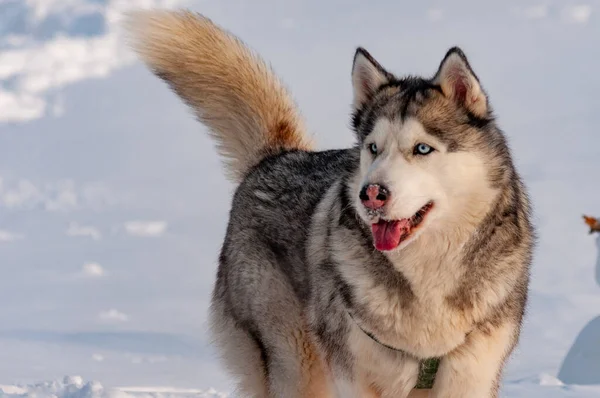 Husky Siberiano Caminando Frío Día Enero — Foto de Stock