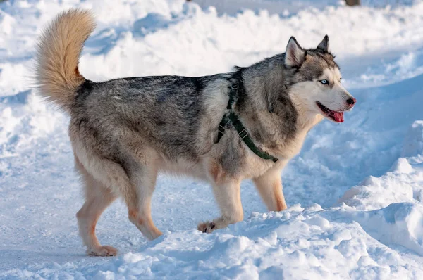 Husky Siberiano Andando Dia Janeiro Frio — Fotografia de Stock