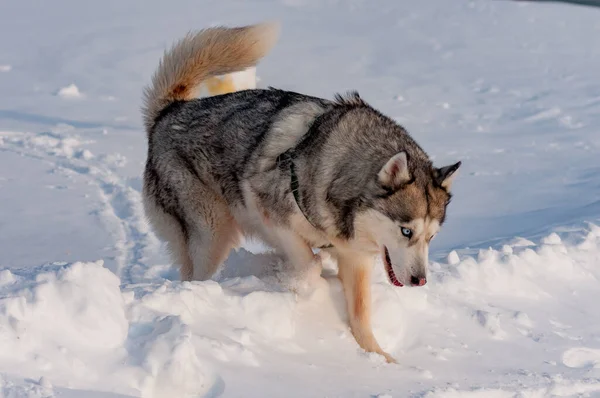 Husky Siberiano Andando Dia Janeiro Frio — Fotografia de Stock