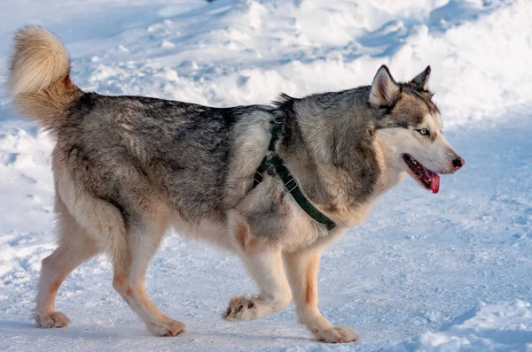 Husky Siberiano Caminando Frío Día Enero — Foto de Stock