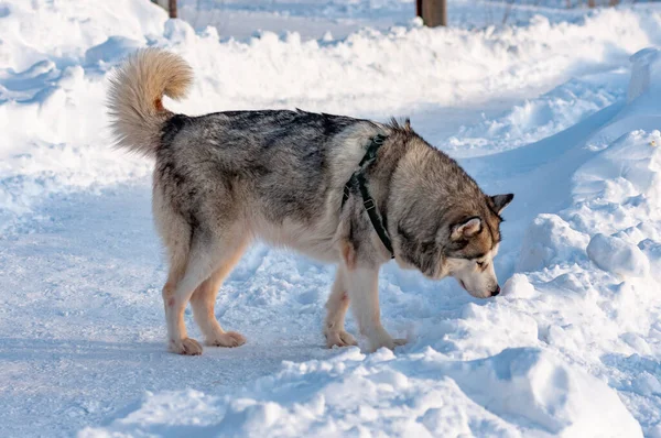 Siberian Husky Läuft Einem Kalten Januartag — Stockfoto