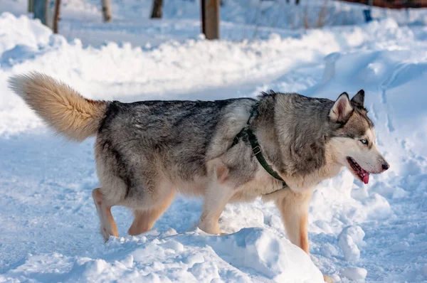 Siberian Husky Läuft Einem Kalten Januartag — Stockfoto