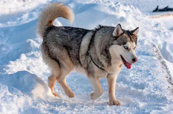 Husky Siberiano Caminando Frío Día Enero — Foto de Stock