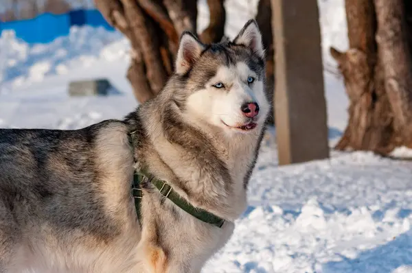 Husky Siberiano Andando Dia Janeiro Frio — Fotografia de Stock