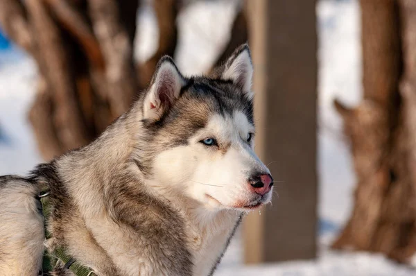 Sibirya Husky Soğuk Bir Ocak Gününde Yürüyor — Stok fotoğraf