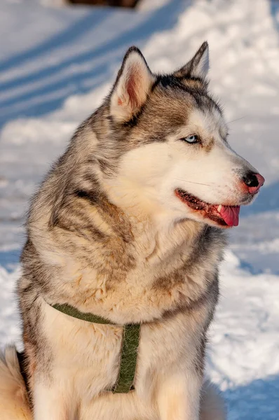 Siberian Husky Läuft Einem Kalten Januartag — Stockfoto