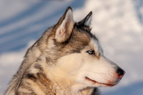 Sibirya Husky Soğuk Bir Ocak Gününde Yürüyor — Stok fotoğraf