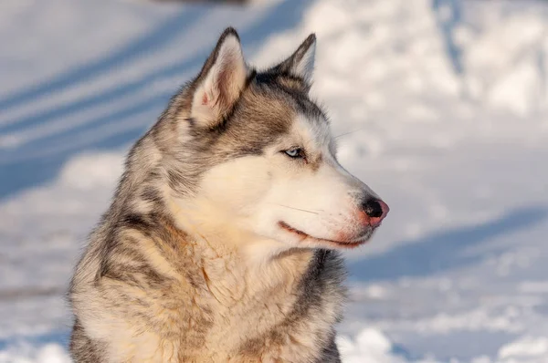 Husky Szibériai Sétál Egy Hideg Januári Napon — Stock Fotó