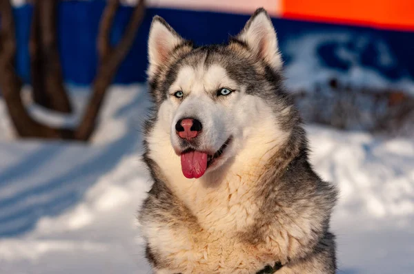 Siberian Husky Läuft Einem Kalten Januartag — Stockfoto