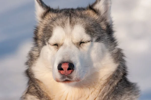 Husky Siberiano Caminando Frío Día Enero — Foto de Stock