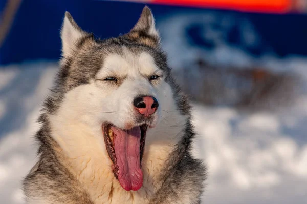 Siberian Husky Läuft Einem Kalten Januartag — Stockfoto