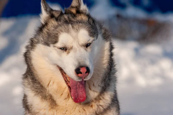 Siberian Husky Läuft Einem Kalten Januartag — Stockfoto
