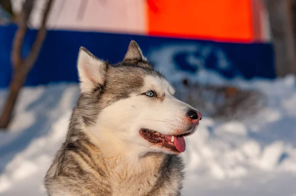 Sibirya Husky Soğuk Bir Ocak Gününde Yürüyor — Stok fotoğraf