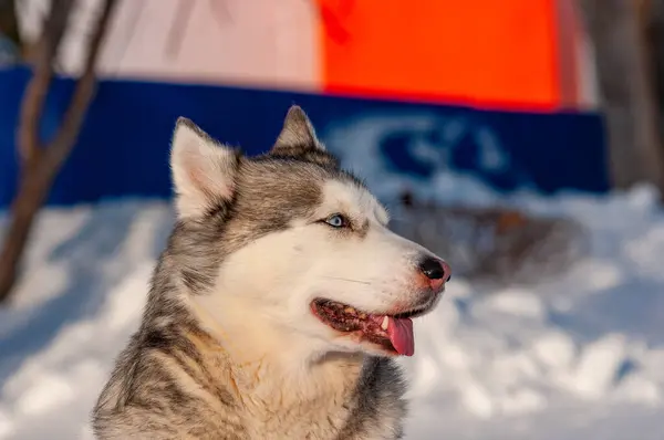 Sibirya Husky Soğuk Bir Ocak Gününde Yürüyor — Stok fotoğraf