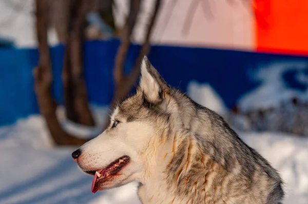 Husky Siberiano Caminando Frío Día Enero — Foto de Stock