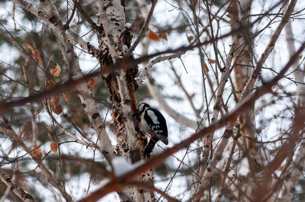 Hackspett Stadens Arboretum Kylig Januaridag Tagen Med Nikon D300S Nikon — Stockfoto