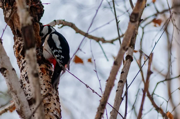 Dzięcioł Miejskim Arboretum Mroźny Styczniowy Dzień Wykonane Obiektywem Nikon D300S — Zdjęcie stockowe