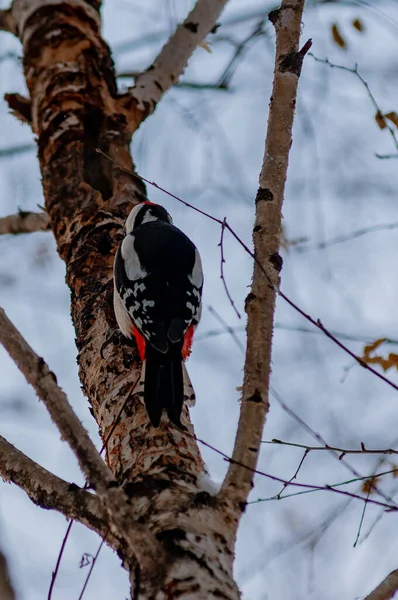 Pica Pau Cidade Arboreto Dia Gelado Janeiro Tomado Com Nikon — Fotografia de Stock