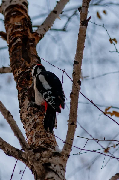 Pica Pau Cidade Arboreto Dia Gelado Janeiro Tomado Com Nikon — Fotografia de Stock