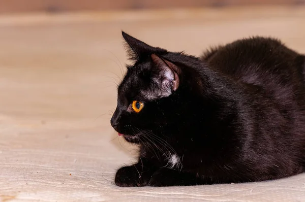 Little Black Panther Had Photo Shoot — Stock Photo, Image