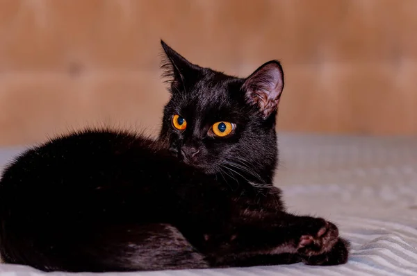 Little Black Panther Punya Pemotretan — Stok Foto