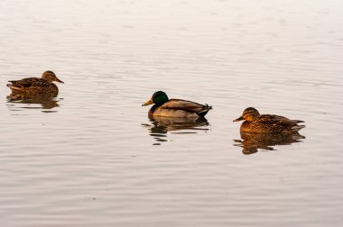 Kış günü buz çukurunda yüzen bir ördek sürüsü! Nikon D300S kamerasıyla çekilmiş.!