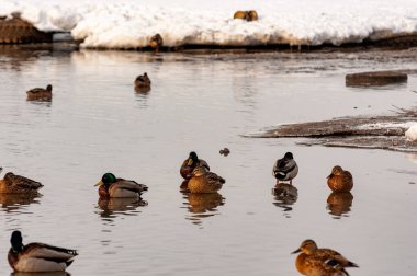 Kış günü buz çukurunda yüzen bir ördek sürüsü! Nikon D300S kamerasıyla çekilmiş.!
