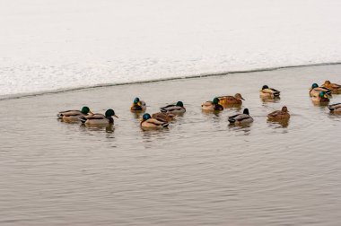 Kış günü buz çukurunda yüzen bir ördek sürüsü! Nikon D300S kamerasıyla çekilmiş.!
