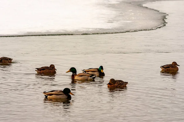 Una Bandada Patos Nadando Agujero Hielo Día Invierno Fotografiado Con — Foto de Stock