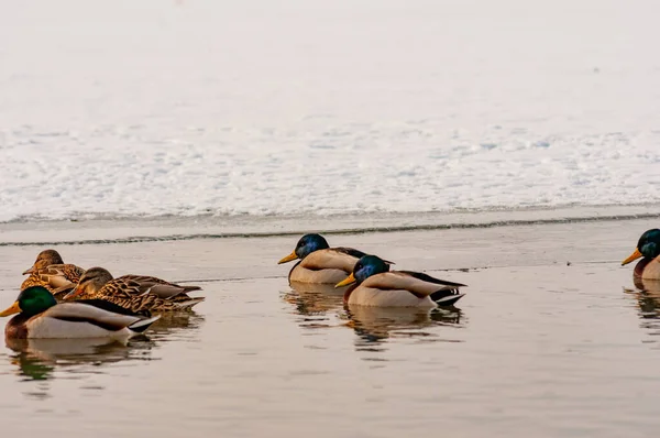 Ein Schwarm Enten Schwimmt Einem Wintertag Einem Eisloch Aufnahme Mit — Stockfoto