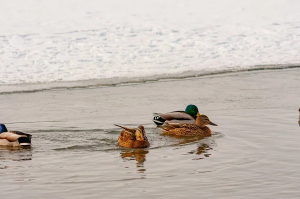 Bando Patos Nadando Buraco Gelo Dia Inverno Tiro Com Uma — Fotografia de Stock