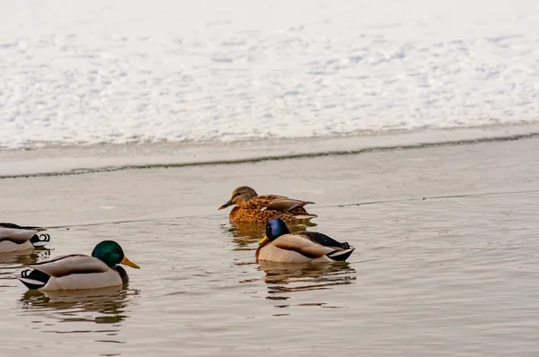 Bando Patos Nadando Buraco Gelo Dia Inverno Tiro Com Uma — Fotografia de Stock
