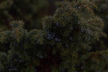 Ukrayna Dağları 'na yolculuğumuz Petros