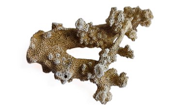 Beyaz arkaplanda izole edilmiş bir mercan dalı