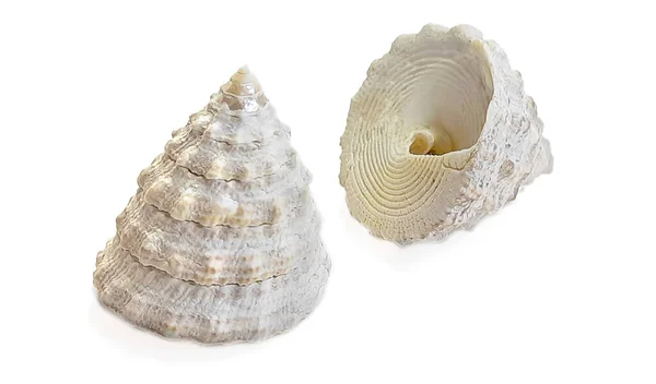 Cone Shell Isolado Fundo Branco — Fotografia de Stock